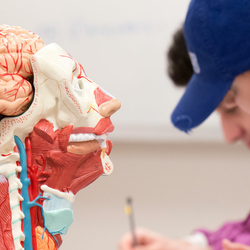 a model of the human head and brain with a student in the background