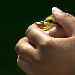 a pair of hands holding a duckling