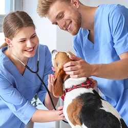 Veterinarians in blue scrubs examining a dog indoors.