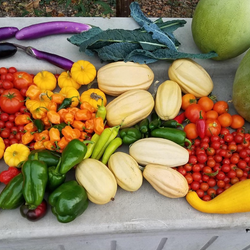 Fall UIS Community Garden Work Days