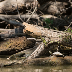 Hike at Lick Creek