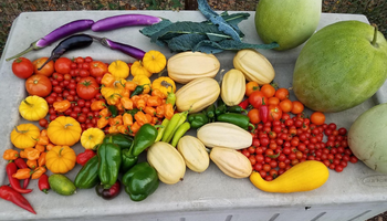 Fall UIS Community Garden Work Days