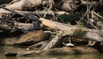 Hike at Lick Creek