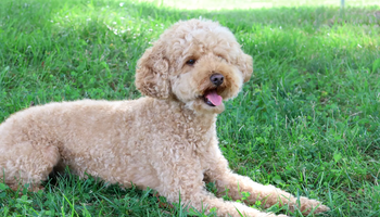 Shelly Camburn, therapy dog, in grass