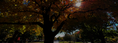 tree with yellow leaves with sun shining through