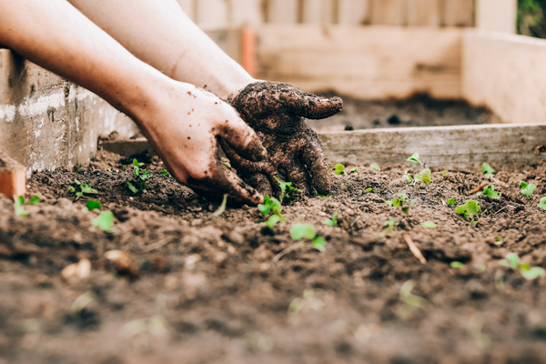 Planting seeds image