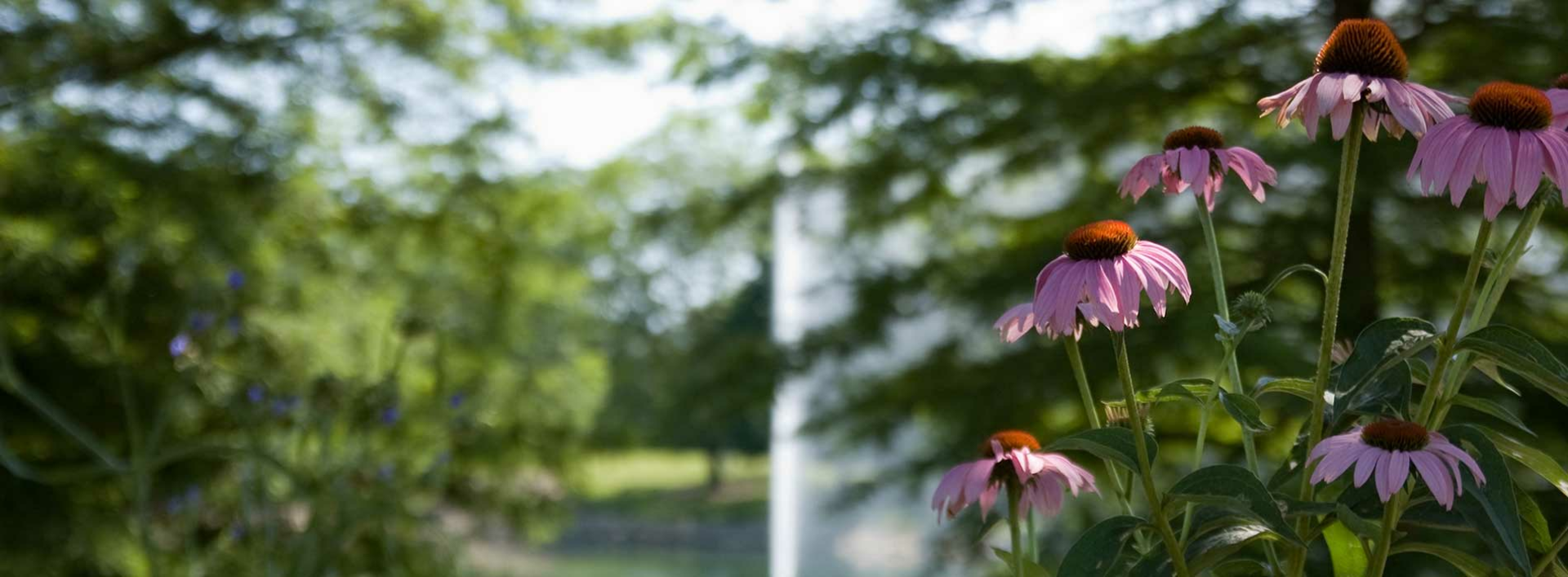 campus flowers