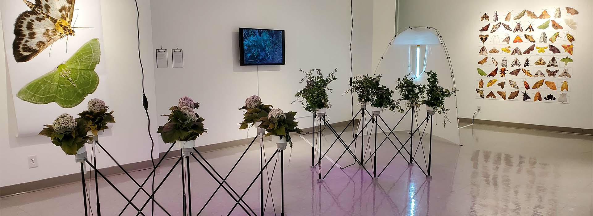 Plants on display as a art with butterflies in the background.