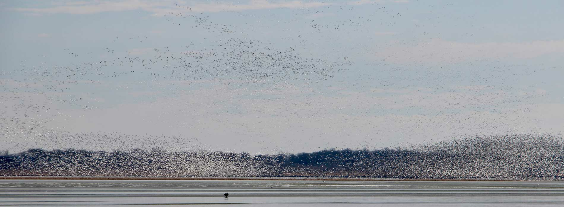 birds flying