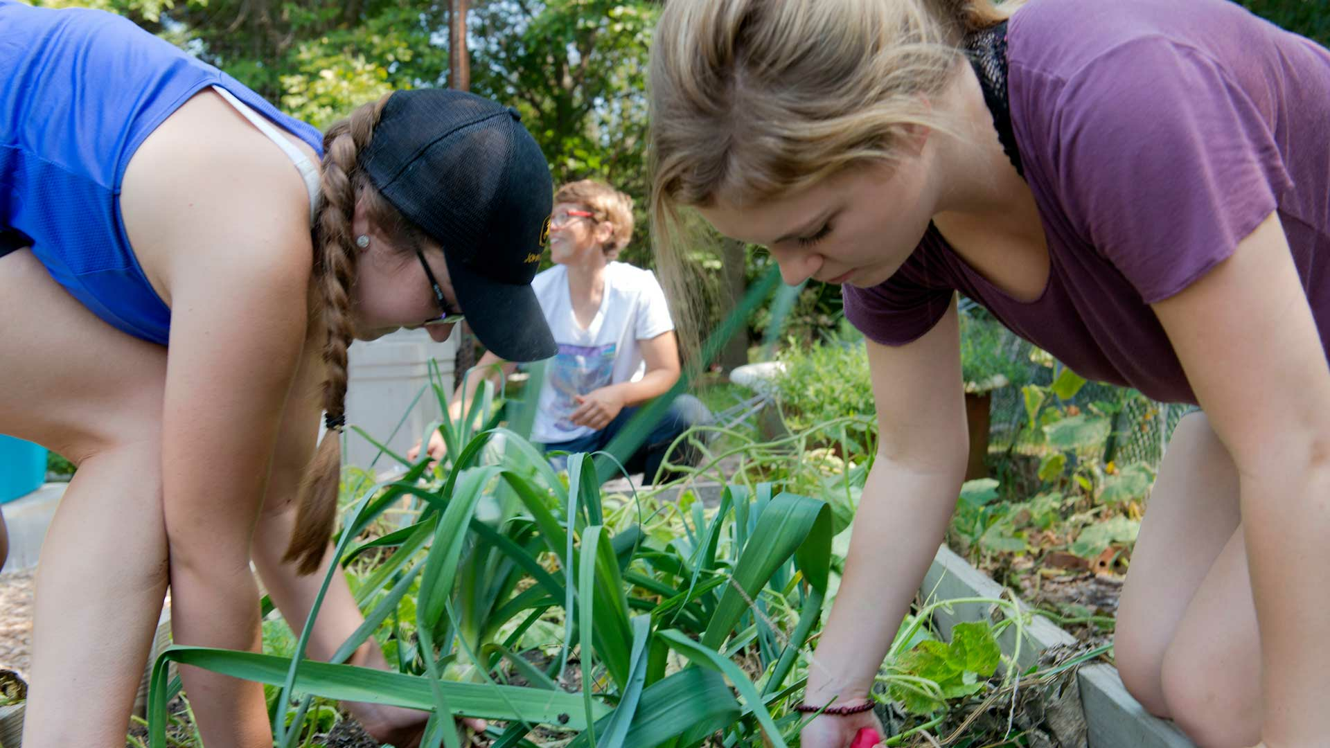 students working in garden
