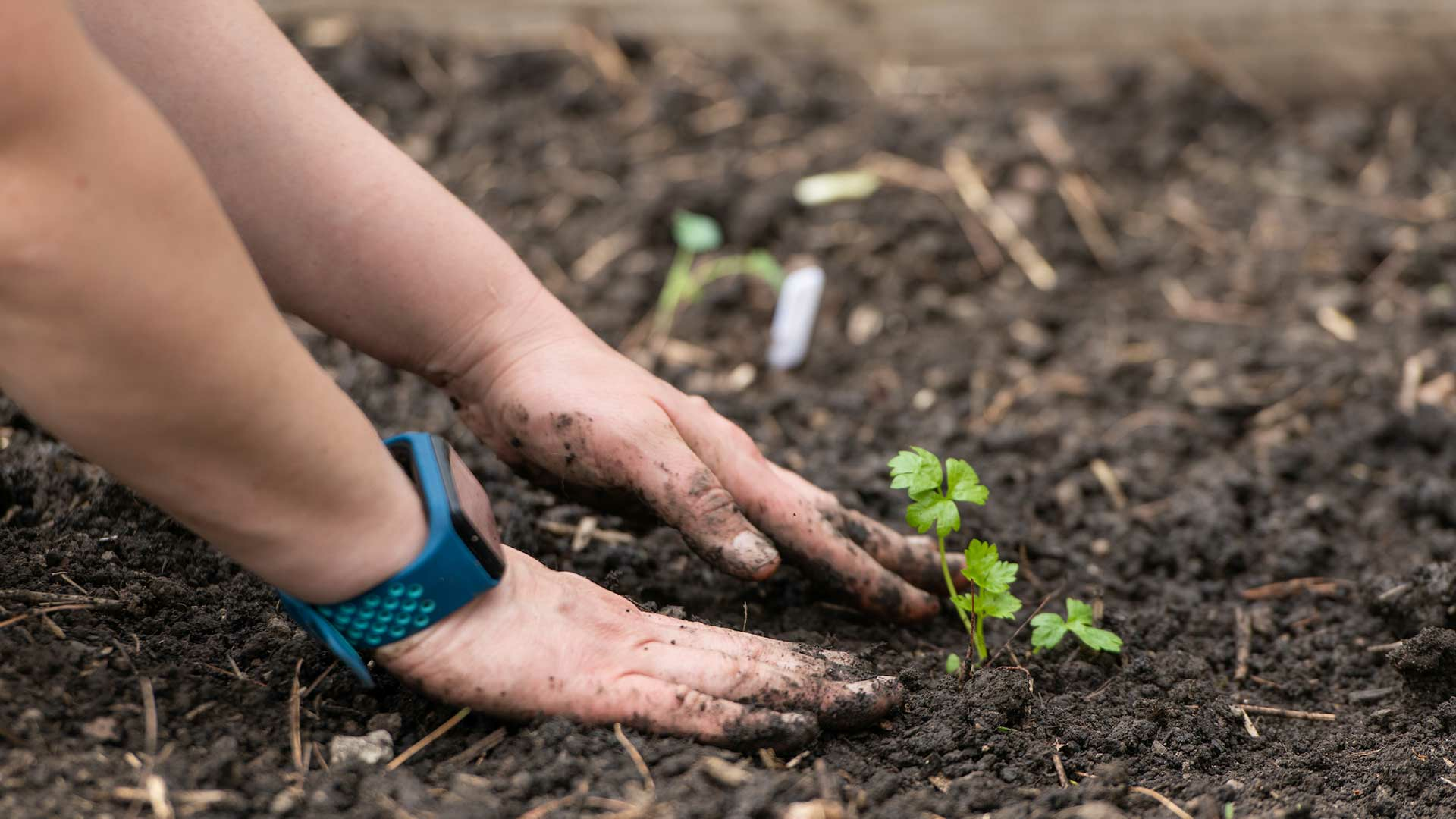 hands in dirt