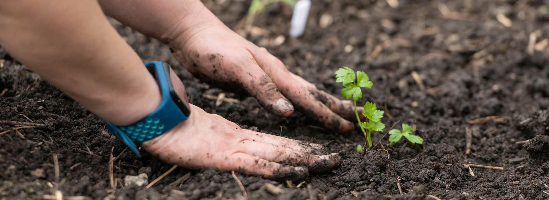 hands in dirt