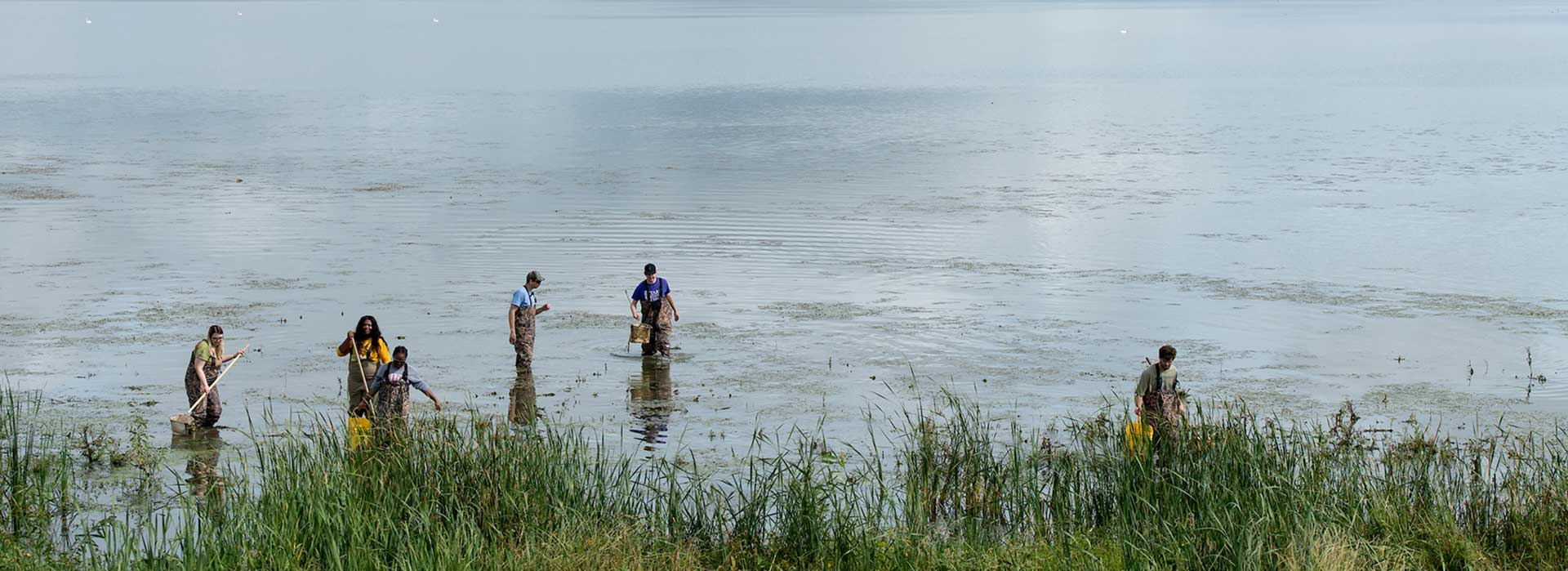 Students sampling the wetland
