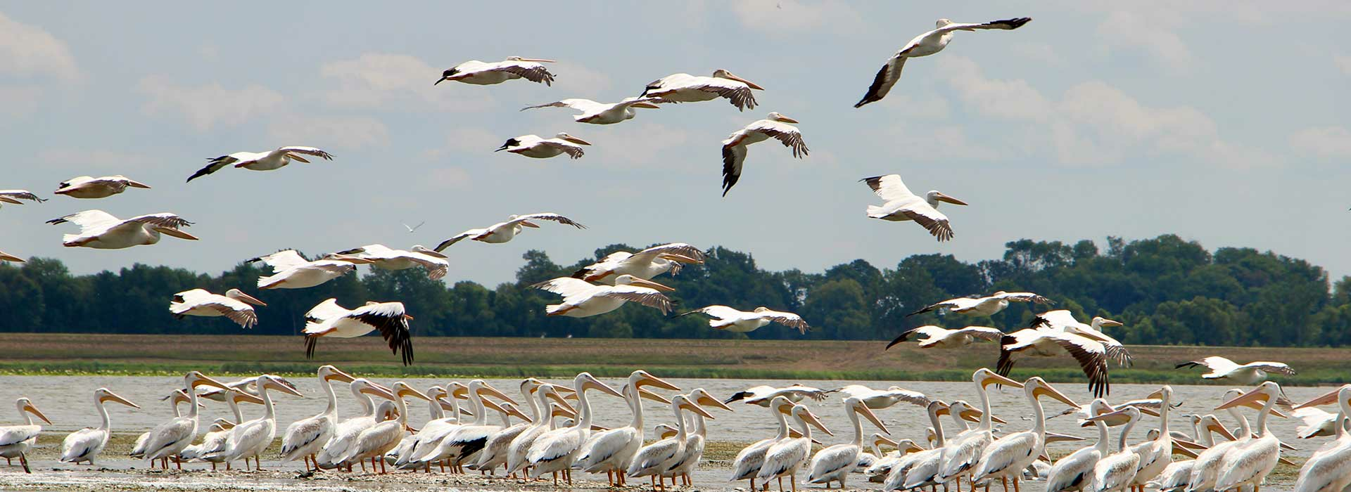 Pelicans at Emiquon