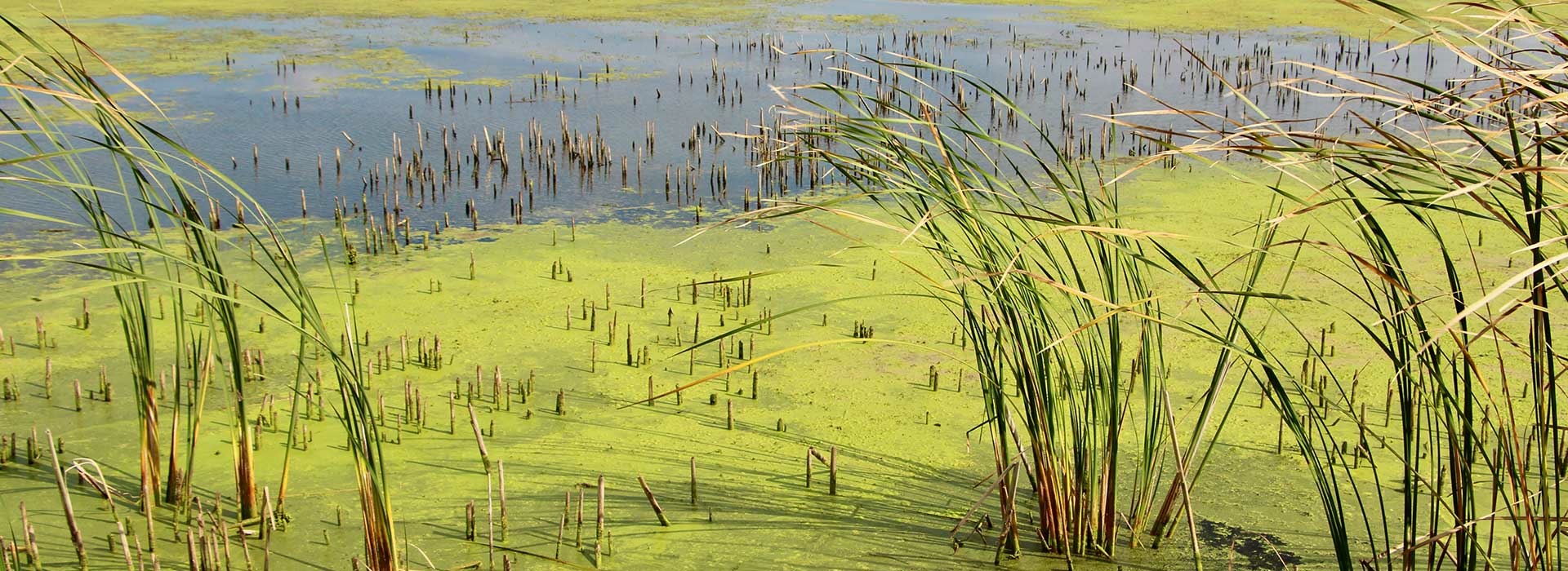 Vegetation Emiquon