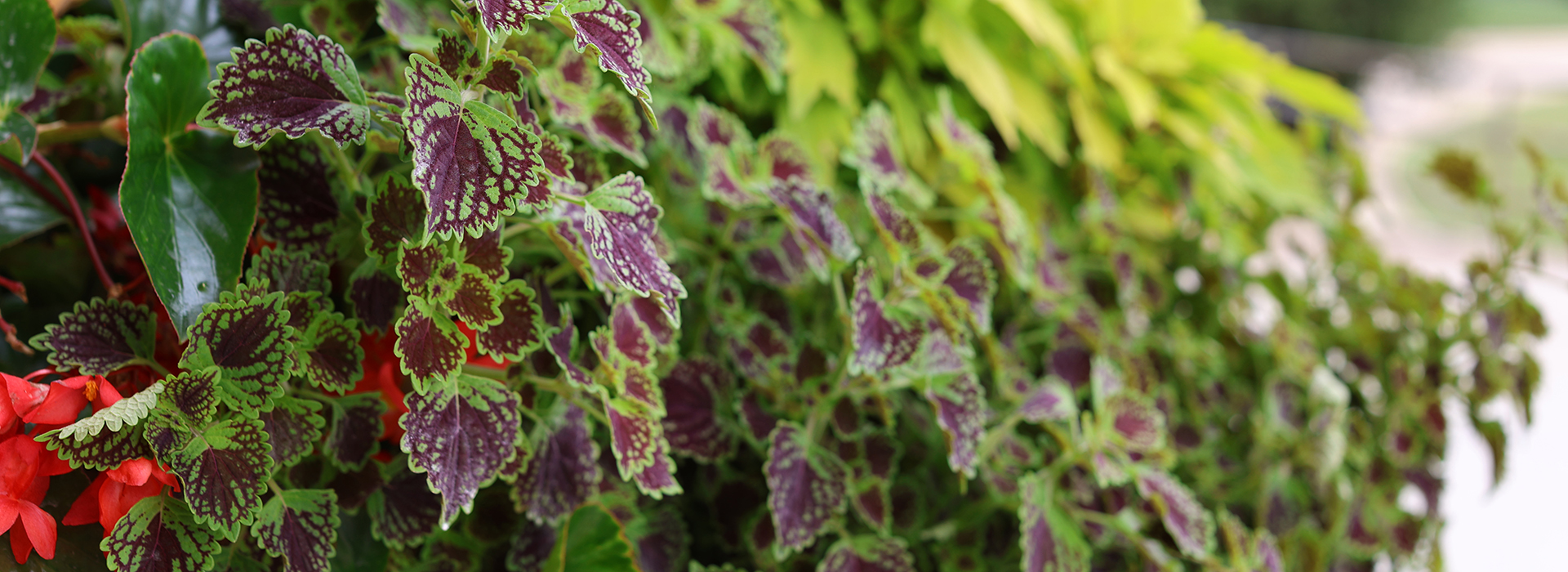 colorful plants on the UIS campus