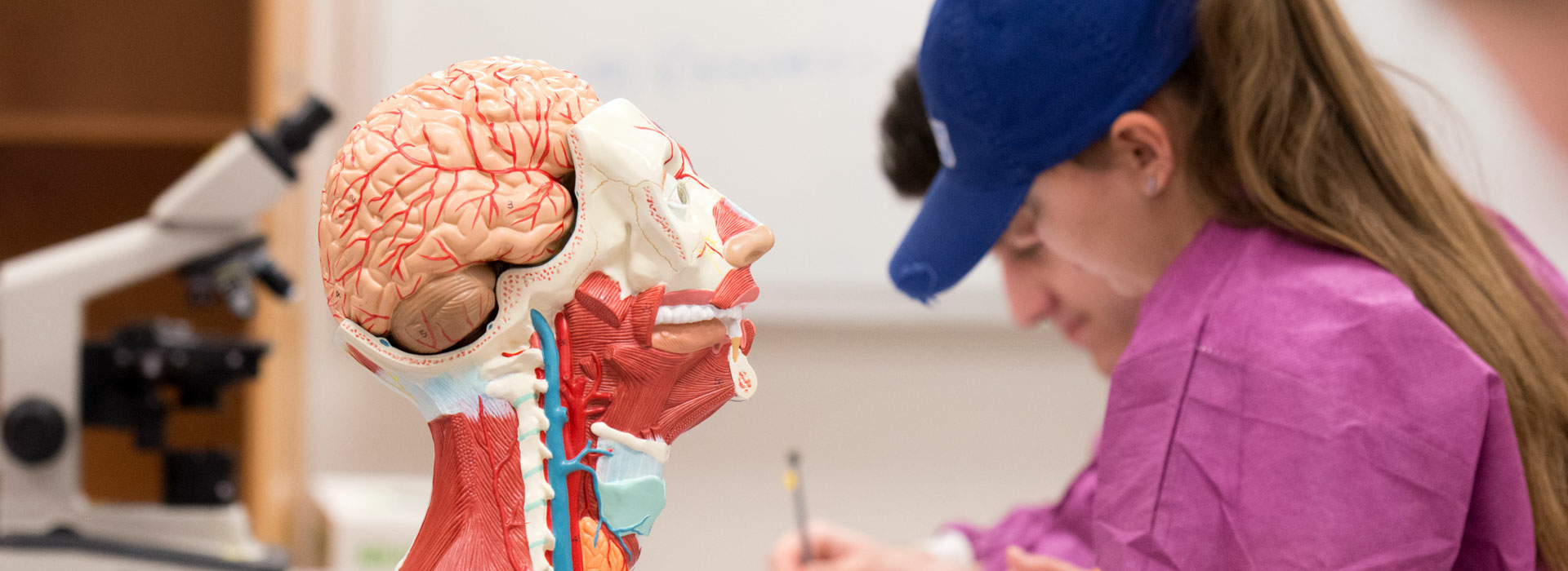 a model of the human head and brain with a student in the background